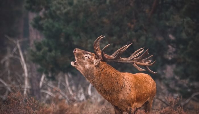 Kamperen op de Veluwe: voor ieder wat wils!